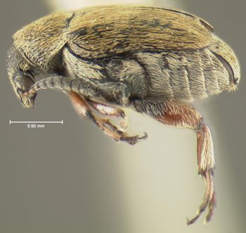 Media type: image;   Entomology 8209 Aspect: habitus lateral view